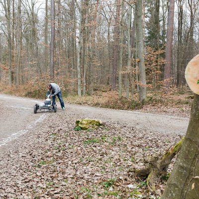 Tag des Waldes