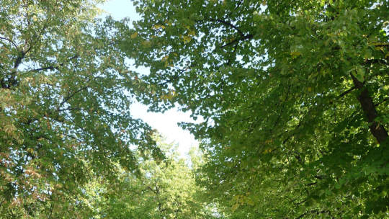 Begrünung
