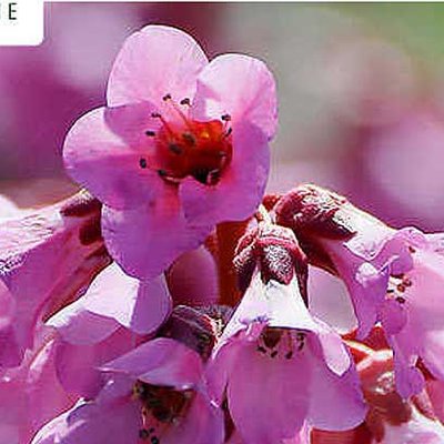 Bergenie