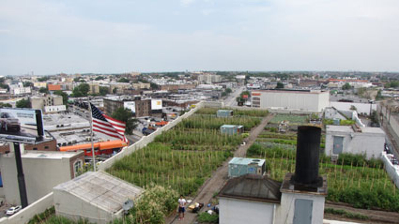Gemüsefarm in New York