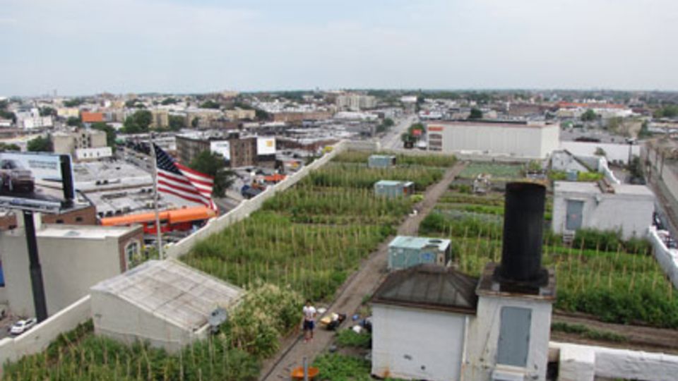 Gemüsefarm in New York