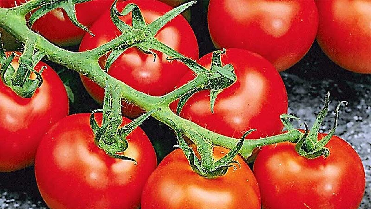 Tomaten