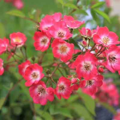 Rosy Boom Pink