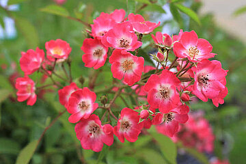 Rosy Boom Pink