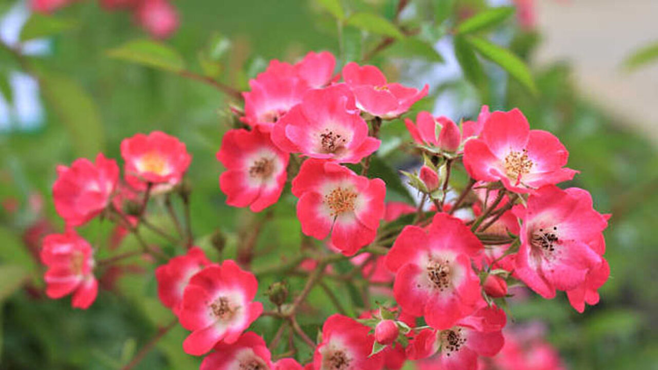 Rosy Boom Pink