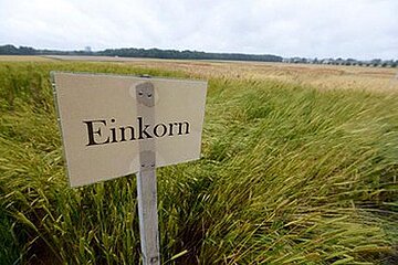 Einkorn