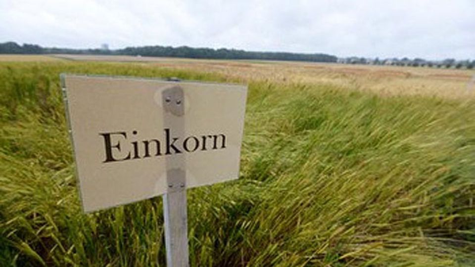 Einkorn