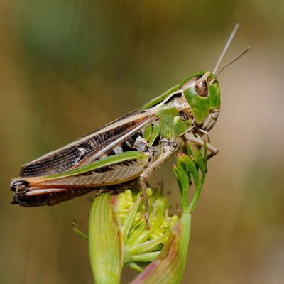 Heidegrashüpfer