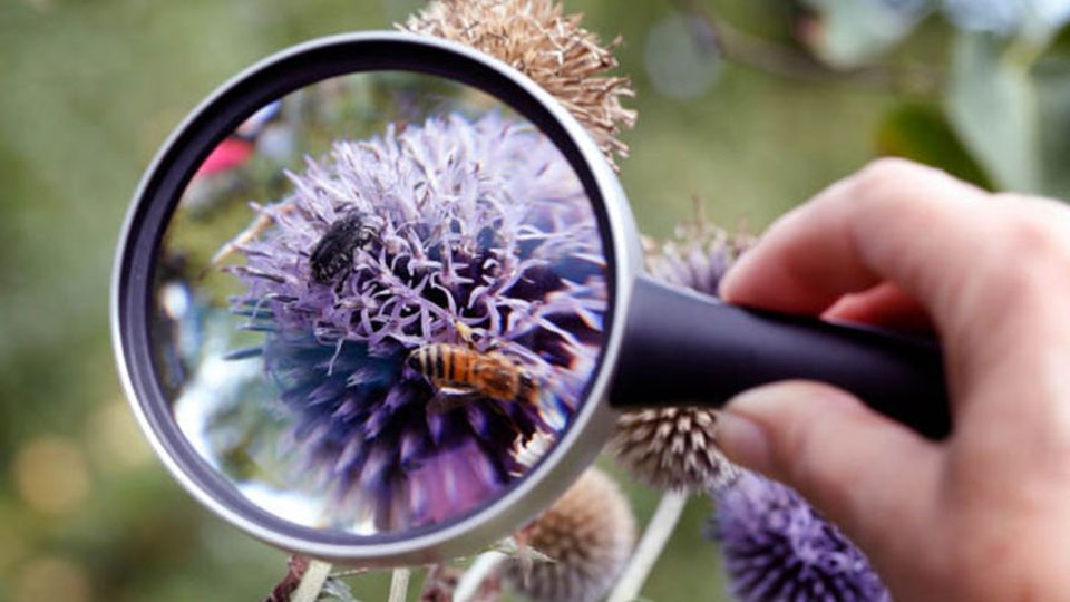 Insekten