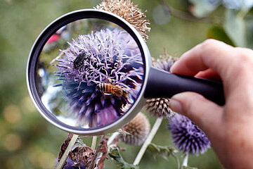 Insekten