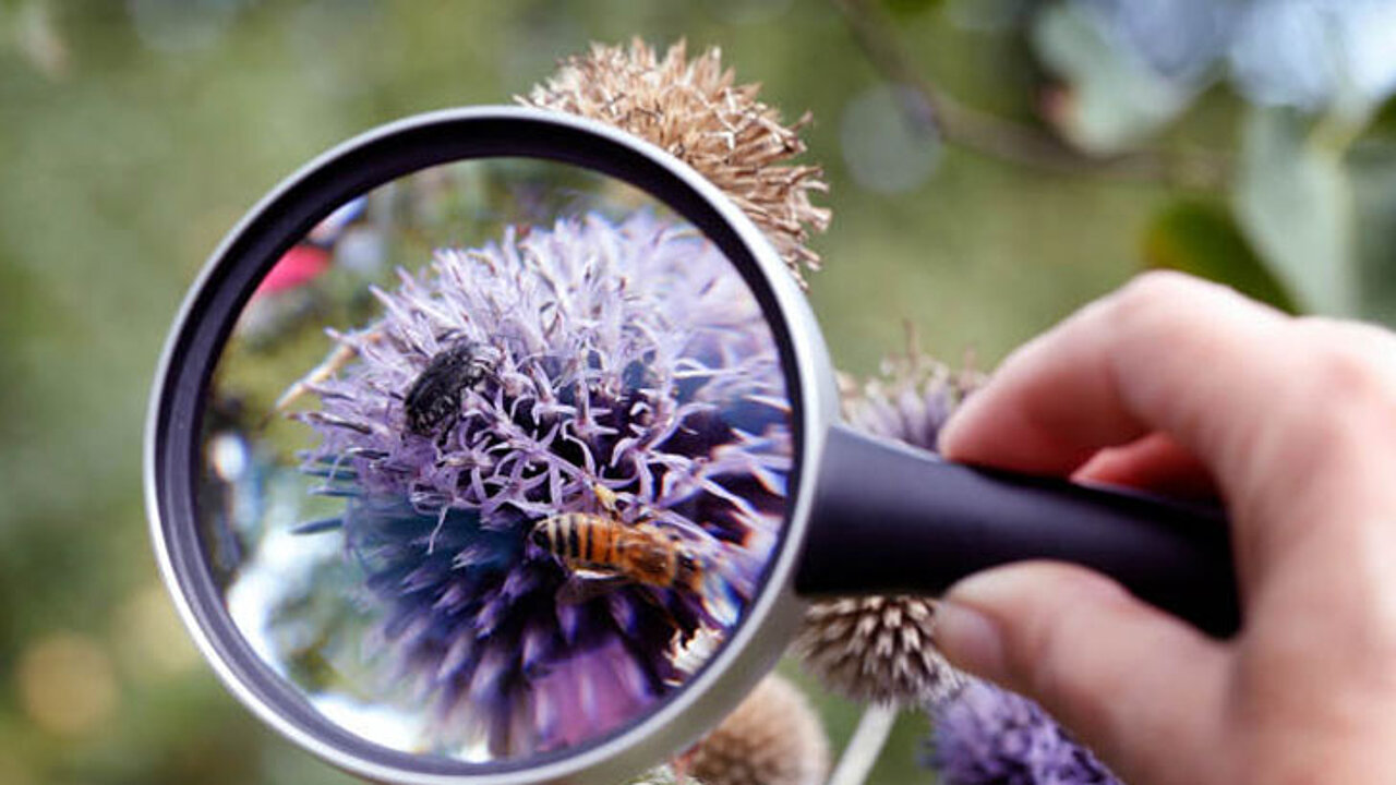 Insekten