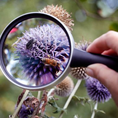 Insekten