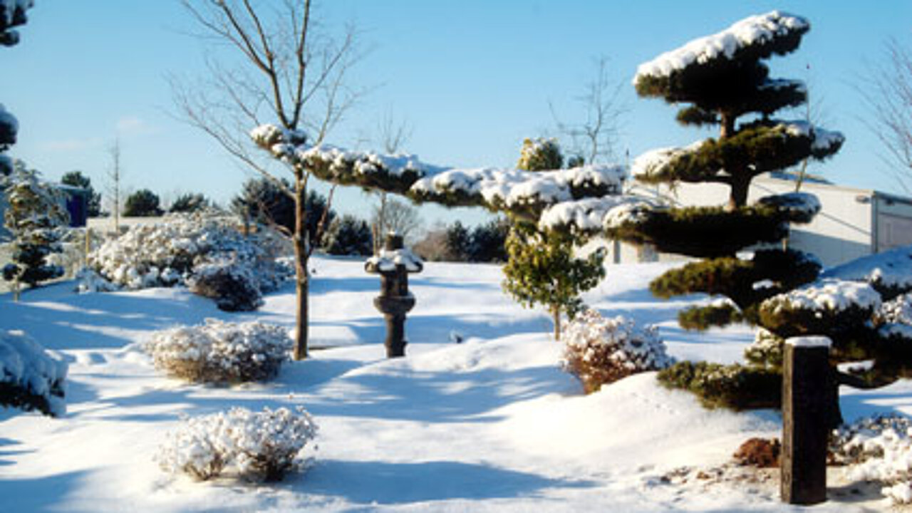 Gartenbonsai im Winter