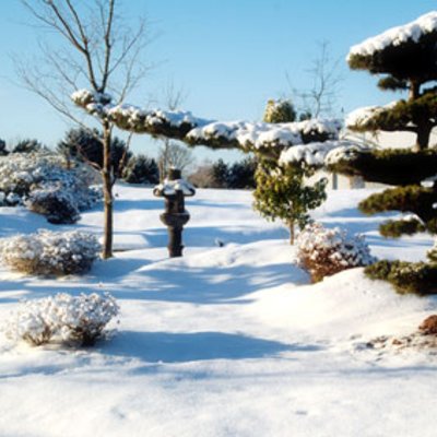 Gartenbonsai im Winter