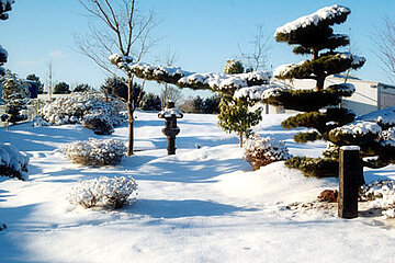 Gartenbonsai im Winter