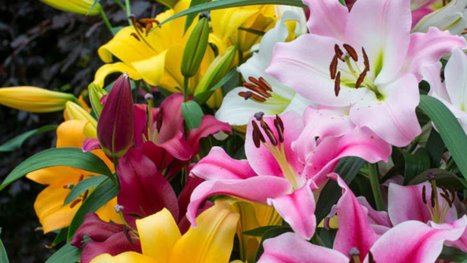 Lilien