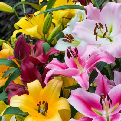 Lilien
