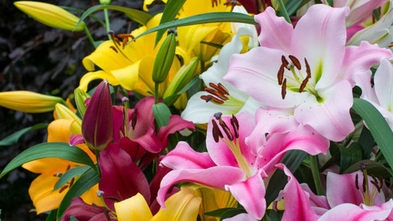 Lilien