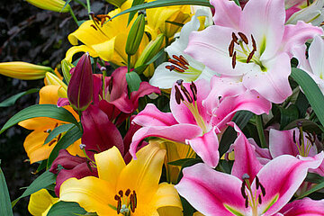 Lilien