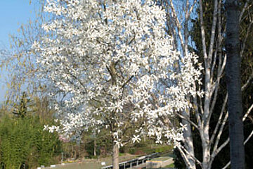 Baummagnolie