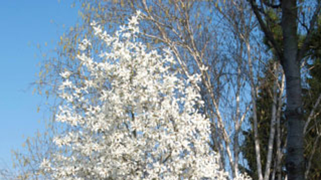 Baummagnolie
