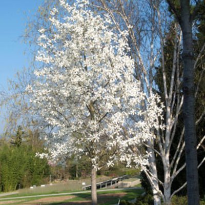 Baummagnolie