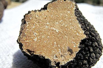 Tuber aestivum