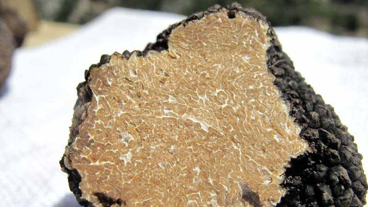 Tuber aestivum