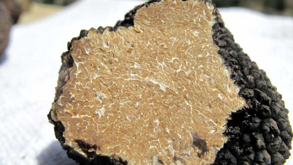 Tuber aestivum