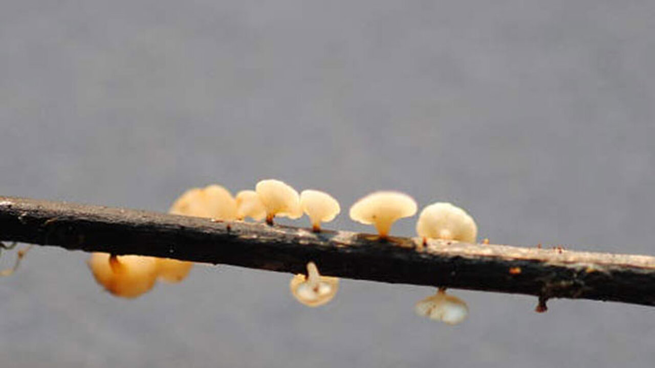 Schlauchpilz