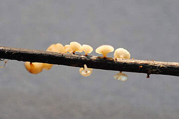 Schlauchpilz