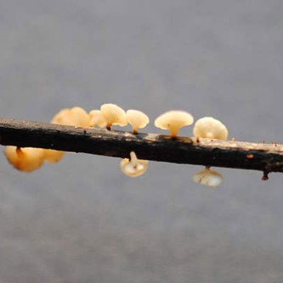 Schlauchpilz
