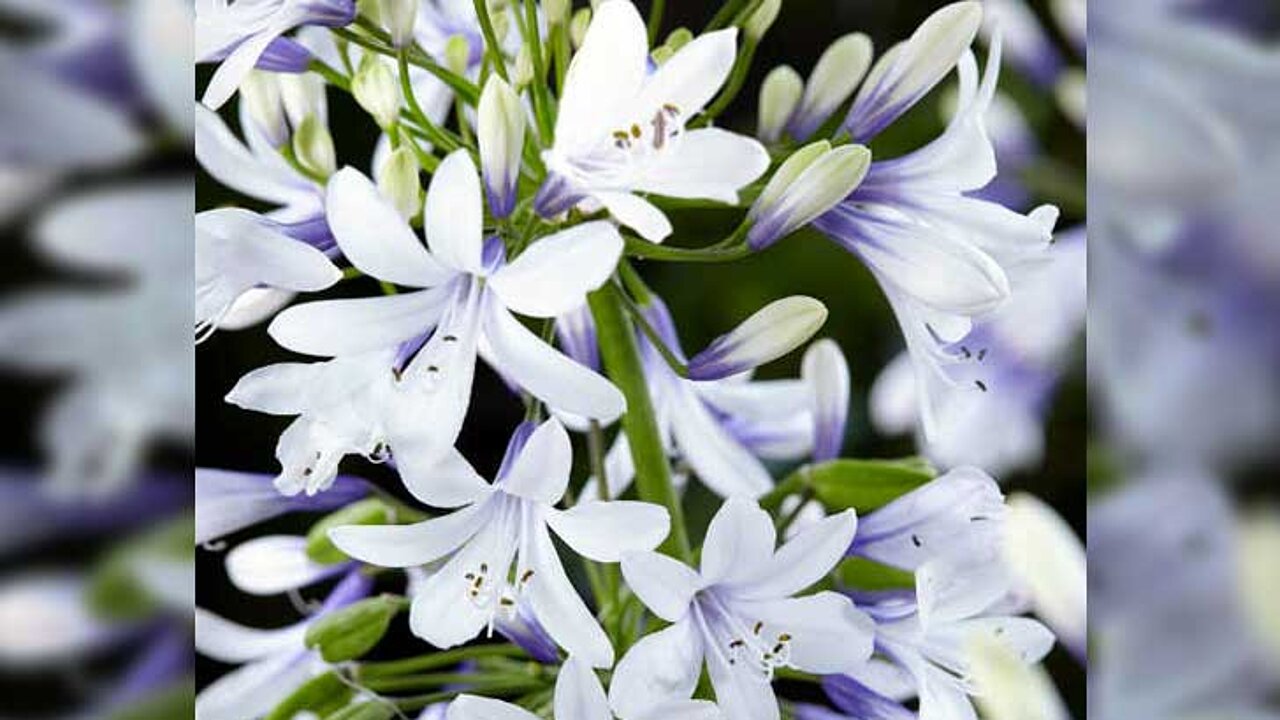Zweifarbiger Agapanthus