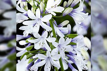 Zweifarbiger Agapanthus