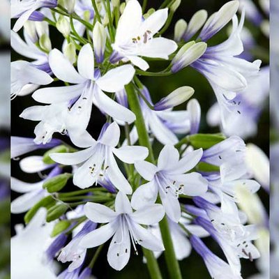 Zweifarbiger Agapanthus