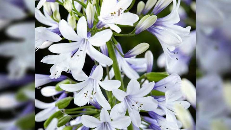 Zweifarbiger Agapanthus