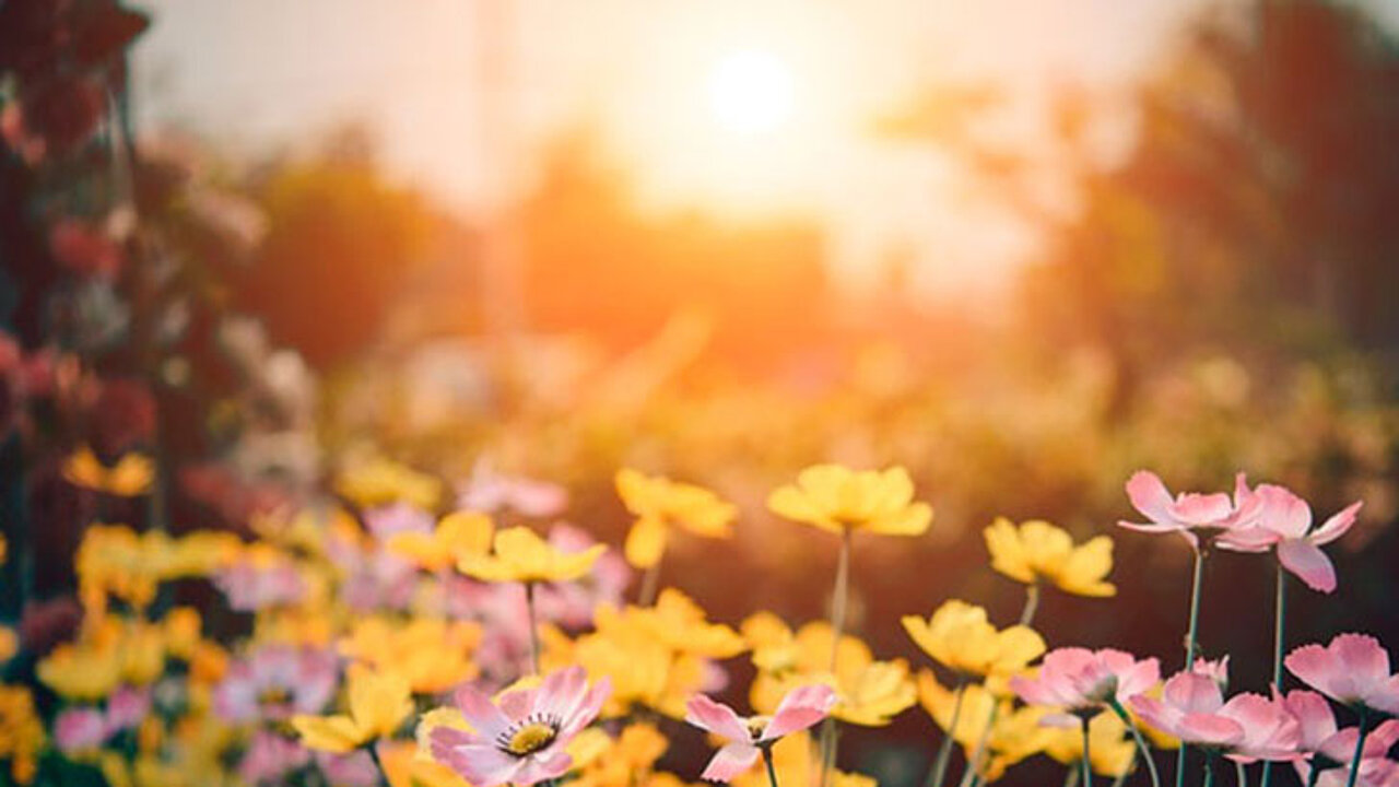 Blumen