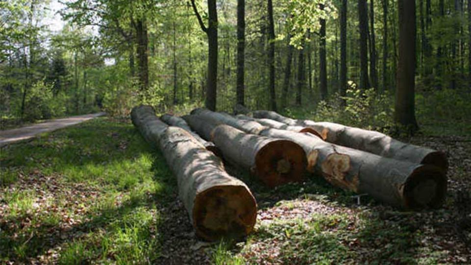 Nachhaltige Holznutzung