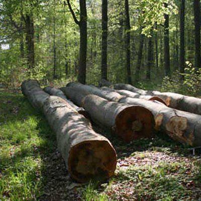 Nachhaltige Holznutzung