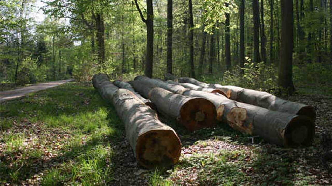 Nachhaltige Holznutzung
