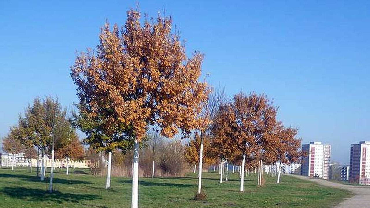 Jelena-Šantić-Friedenspark