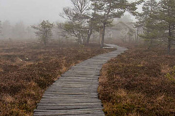 Image-12784