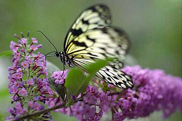 Schmetterling