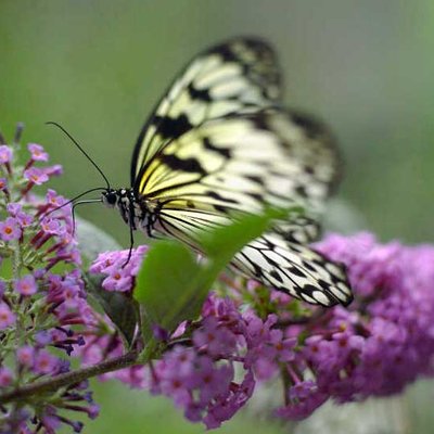 Schmetterling
