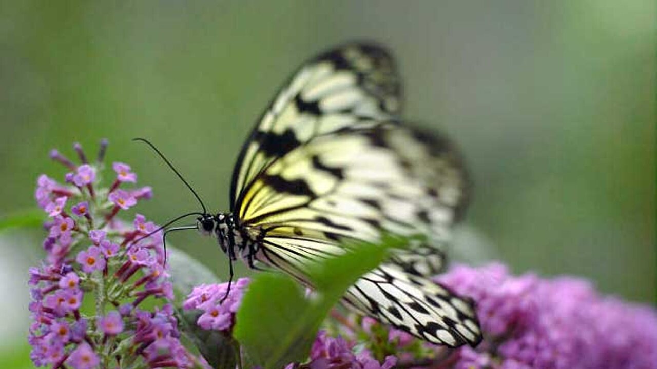 Schmetterling