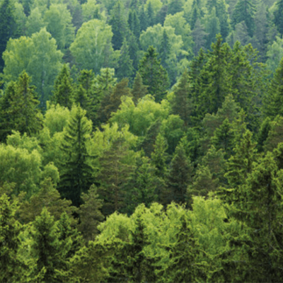 Waldbericht