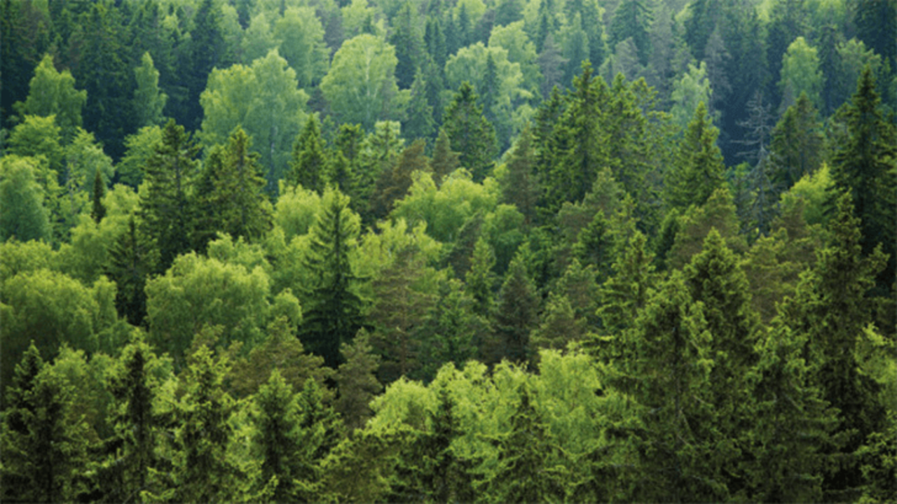 Waldbericht