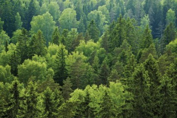 Waldbericht