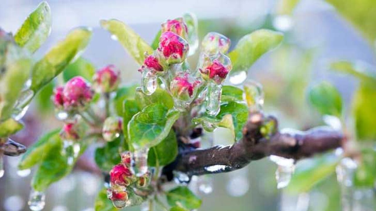 Frühfrost