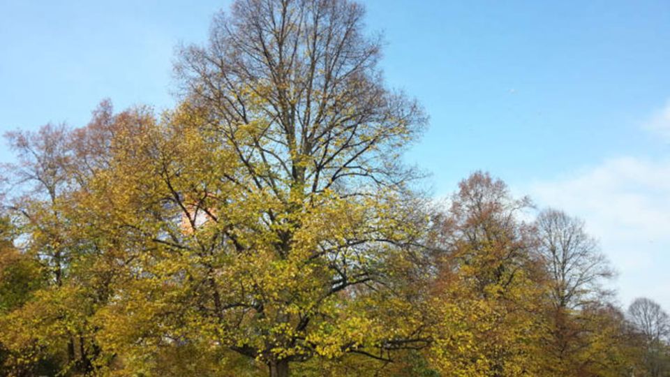 Öffentliches Grün